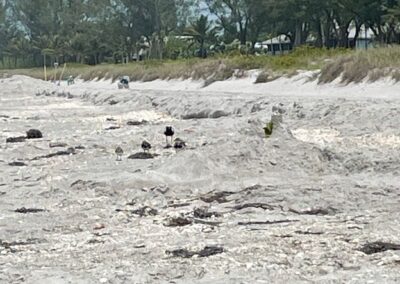 Lots of shells and a bevy of birds keeping an eye out for food