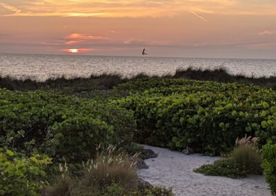 A sunset bird in flight