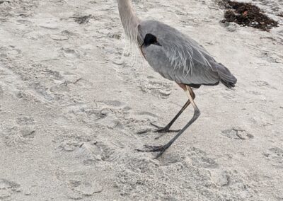 A Crane on the beach at Captiva