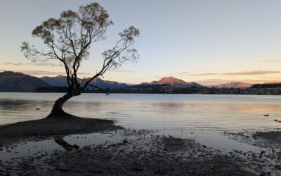 That Wanaka Tree, Two Wheels, and the Best Decision We Made All Trip